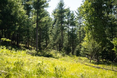 Nugent Lake 6