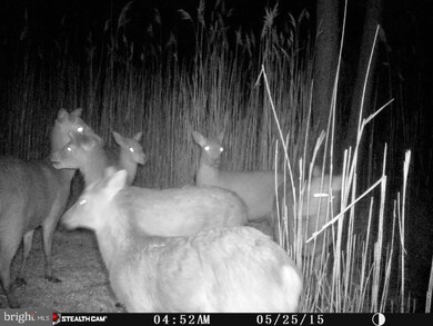 0 Wesley Church unit MDDO2000162, Toddville, MD 21672 - photo 2