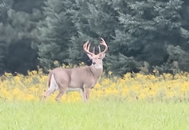 0 School House Rd, Wittenberg, WI 54499 - photo 4