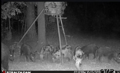 TBD Stag Rd, Gilmer, TX 75644 - photo 2