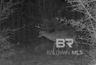 30141 Seed Orchard Rd unit 6, Robertsdale, AL 36567 - photo 4