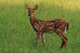 2716 FH Deer
