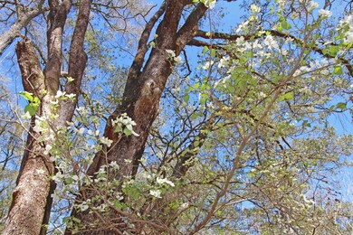 126 Nine Gables Ln, Crawfordville, FL 32327 - photo 5