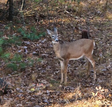 2640 14th Ct, Adams, WI 53910 - photo 7