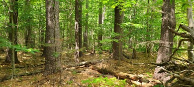 579 Paris Hill Rd, Buckfield, ME 04220 - photo 6