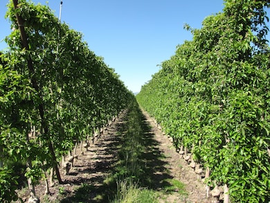 45402 N O'Brien Rd, Prosser, WA 99350 - photo 7