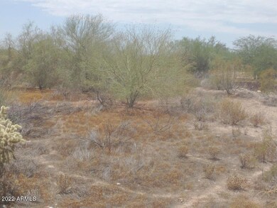 SAGUARO LAND5