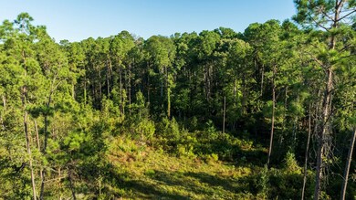 24398 Lot 17 Fm 3173, Broaddus, TX 75929 - photo 7