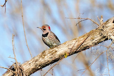 3042 Johnny Ct, Augusta, GA 30906 - photo 6