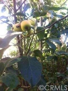 Apple Tree