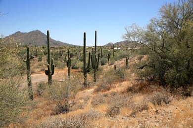 SaguaroForest