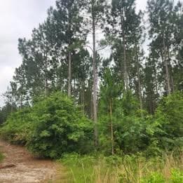 0 Pleasant Grove Church Rd, Albany, GA 31705 - photo 3