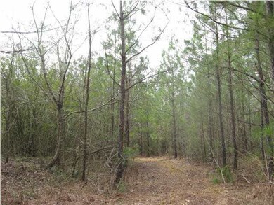 10 YEAR OLD PINES AND HARDWOODS