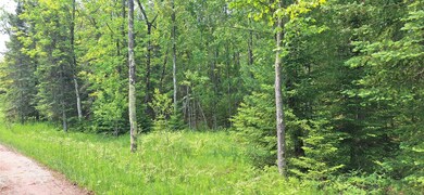 View of tree filled area