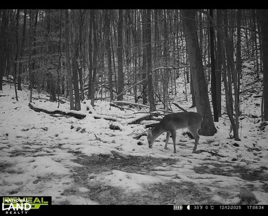 609 Ball Mountain Ln, Shipman, VA 22971 - photo 5