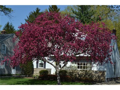 Lovely Blossoming Tree