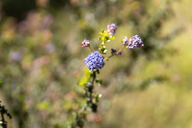 8555 Signal Ridge Rd, Philo, CA 95466 - photo 7