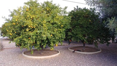 Back yard