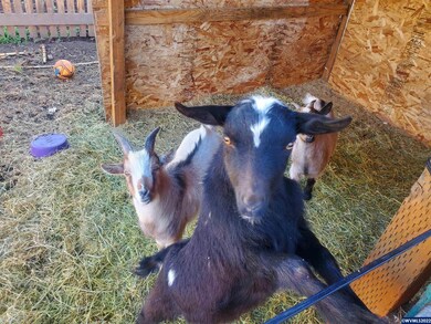 1310 Shady Ln NE, Keizer, OR 97303 - photo 7