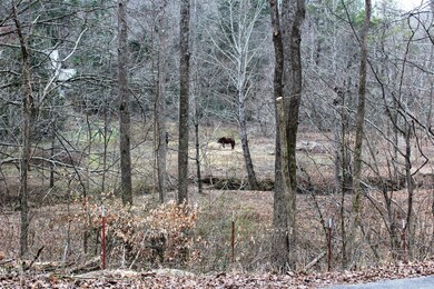 View of horses across street Winter