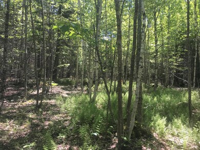 2 stand of birch