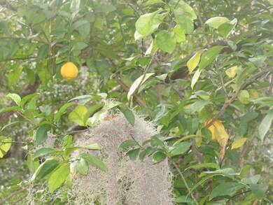 Yum, some lemon trees in back yard