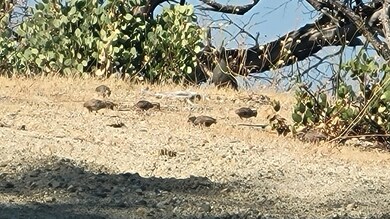 000 E County Line Rd, Whiskeytown, CA 96033 - photo 4