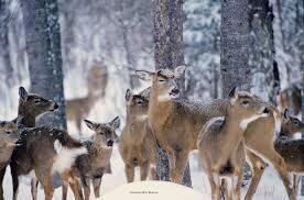Wildlife