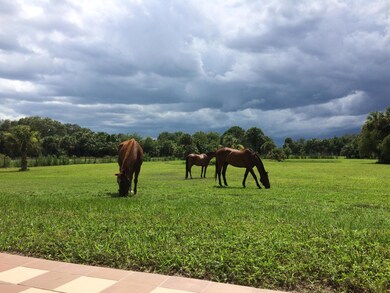 Horse2