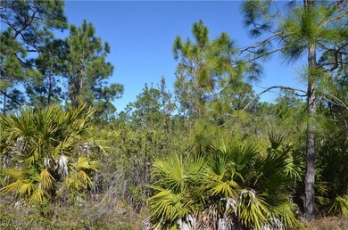 View of local wilderness