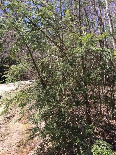 00 Birch Hill Cir unit 8, Campton, NH 03223 - photo 4