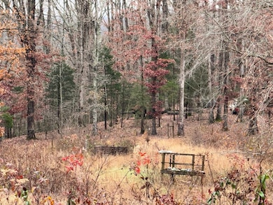 699 Wolf Rd, Upper Tygart, KY 41164 - photo 5