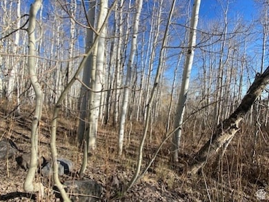 View of local wilderness