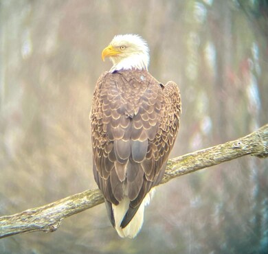 Lot #6 Tequila Sunrise (Ridings Road) Dr, Wells, ME 04090 - photo 7