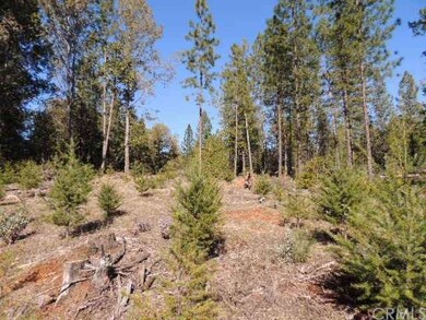 Pine seedlings in clearing