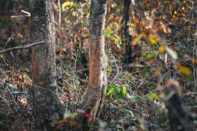 0 N County Line Rd, Sylvester, GA 31791 - photo 2