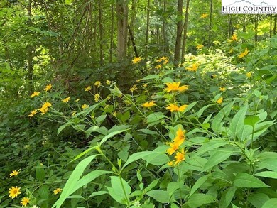 Lot 2 Caseys Gap Rd, Banner Elk, NC 28604 - photo 6