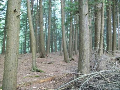 Land Stand of Hemlock trees