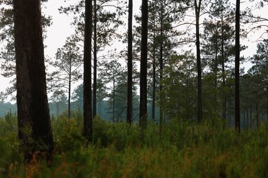 914 Douthit Rd, Sylvester, GA 31791 - photo 7