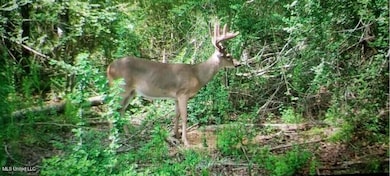 3032 Osyka Progress Rd, Osyka, MS 39657 - photo 2
