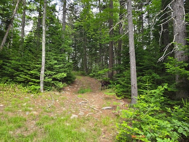 off Peaked Mountain Pond Rd, T4 R7 Wels, ME 04777 - photo 7