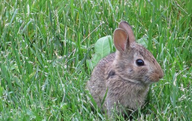 374 High Point Rd, Lehighton, PA 18235 - photo 7