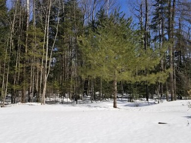 View of the woods from the house lot
