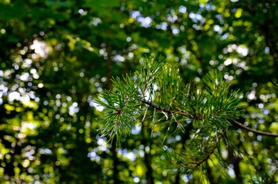 20150617-DSC_0635