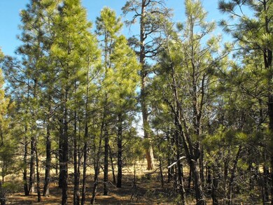 7 Lot 76 Juniper