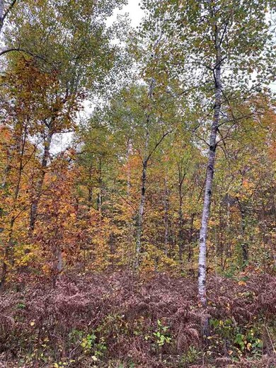 0000 Bows Lake Rd, Hudson Township, MI 49730 - photo 4