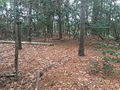 Interior of the wooded areas