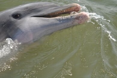 Lot 5 Gray Mans Loop, Pawleys Island, SC 29585 - photo 3