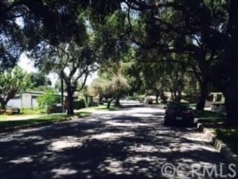 Tree-lined Street