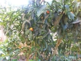 Fruir Tree 